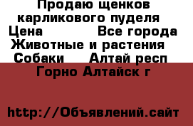 Продаю щенков карликового пуделя › Цена ­ 2 000 - Все города Животные и растения » Собаки   . Алтай респ.,Горно-Алтайск г.